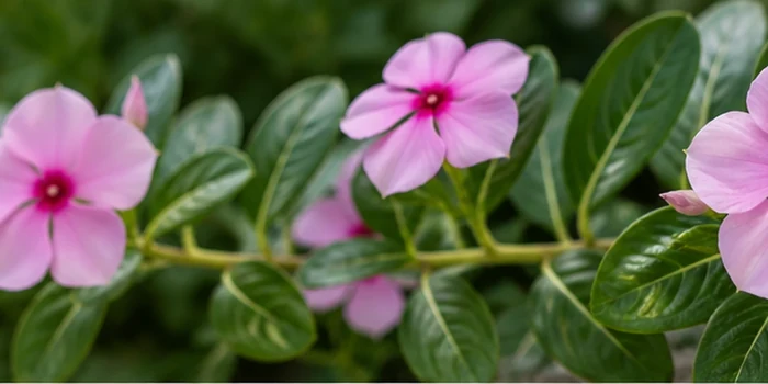 Detalle de Vinca