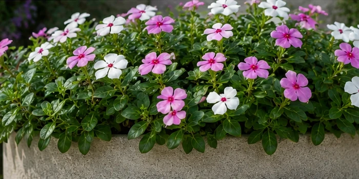 Vinca en uso ornamental