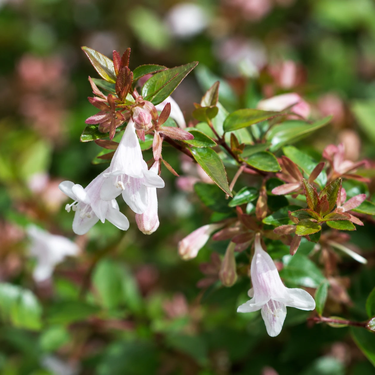 Detalle de Abelia