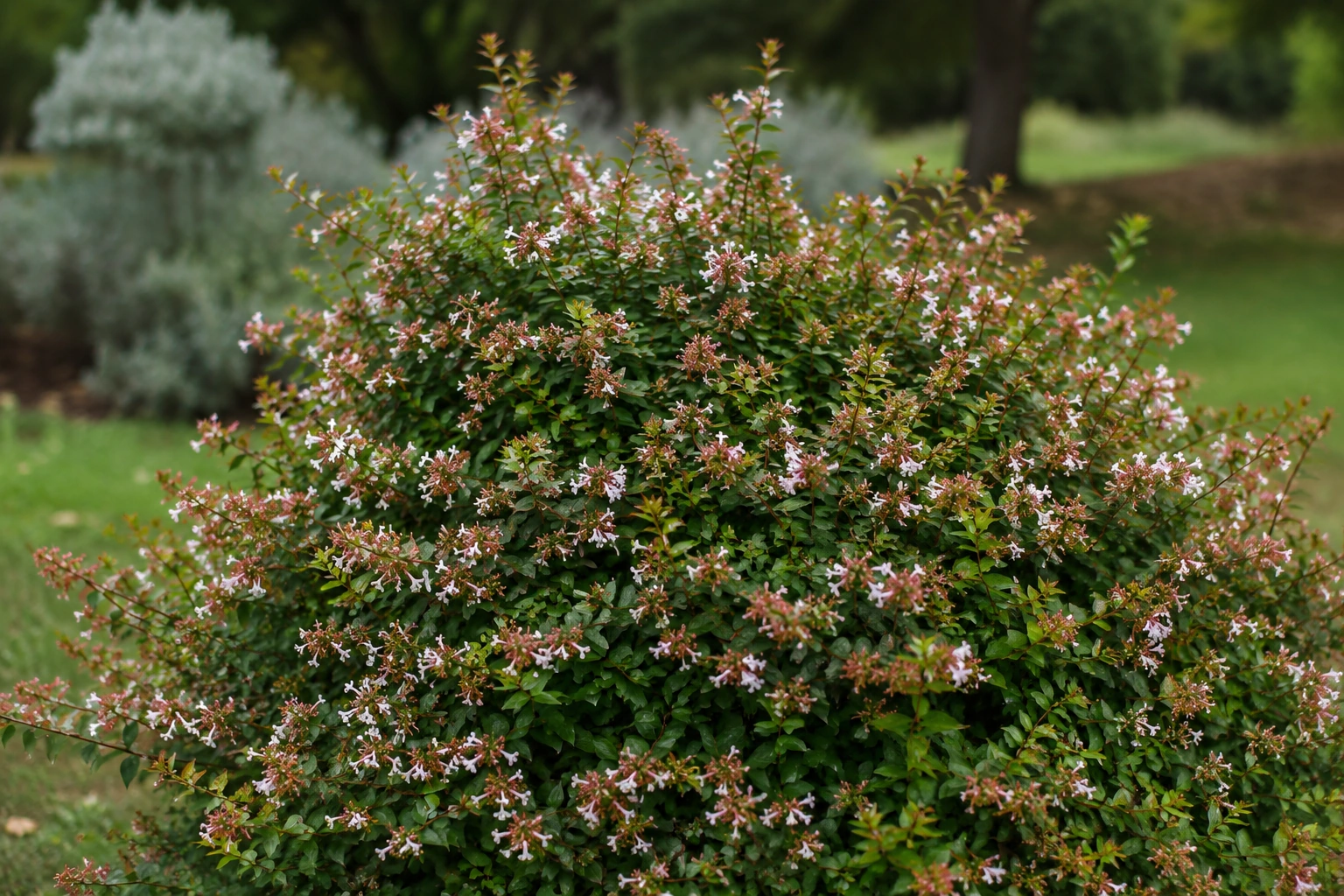 Abelia