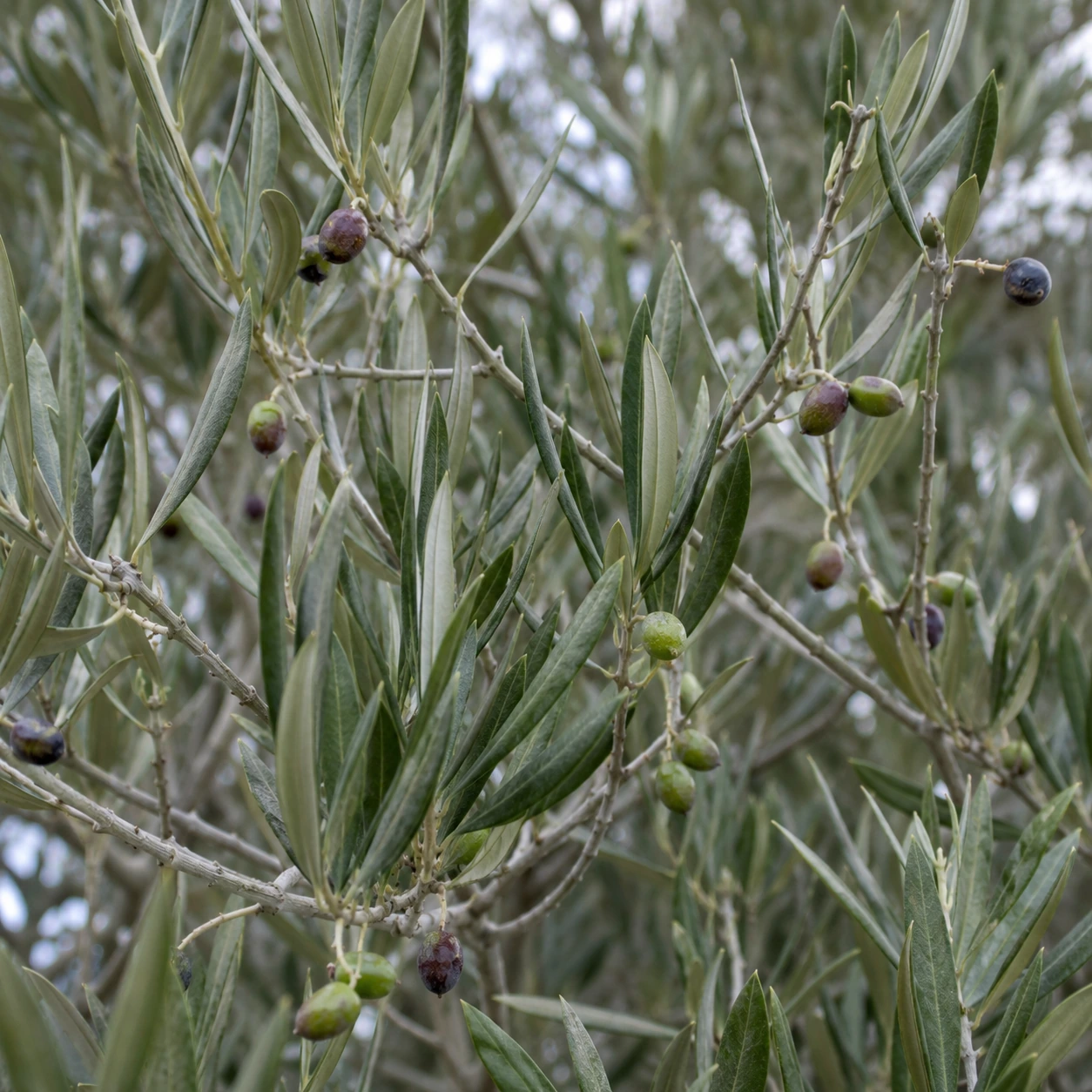 Detalle de hojas estrechas verde grisáceas de acebuche