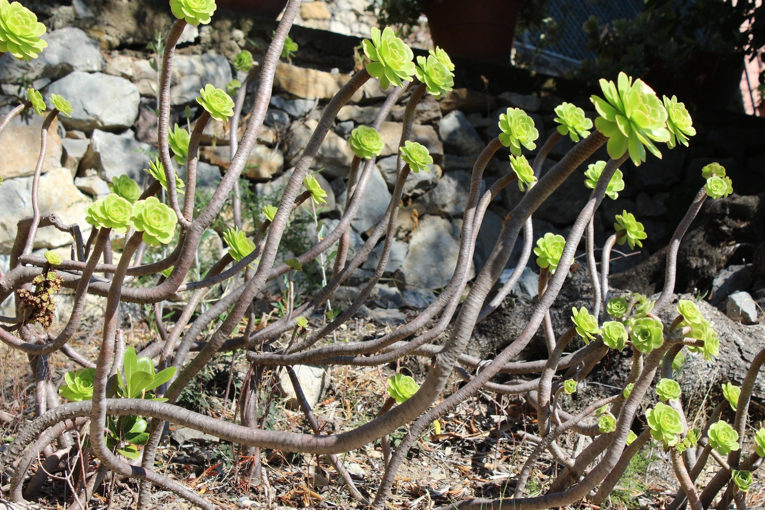 Aeonium arboreum