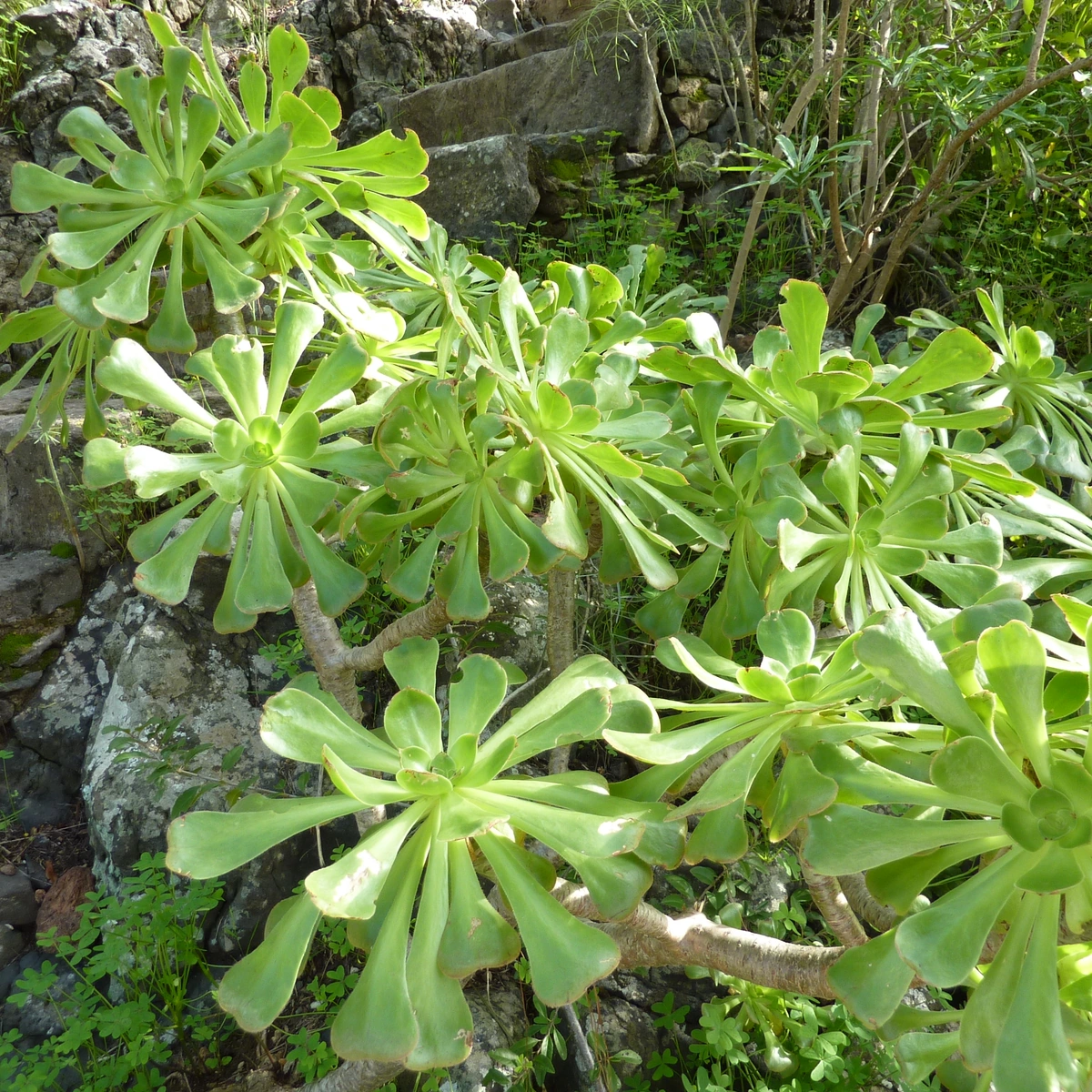 Detalle de Aeonium arboreum