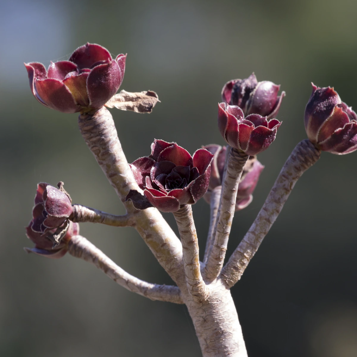 Uso de Aeonium arboreum