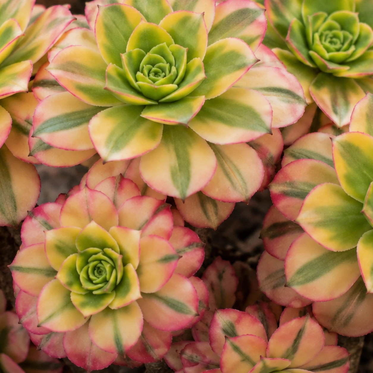 Detalle de Aeonium haworthii 'Kiwi'
