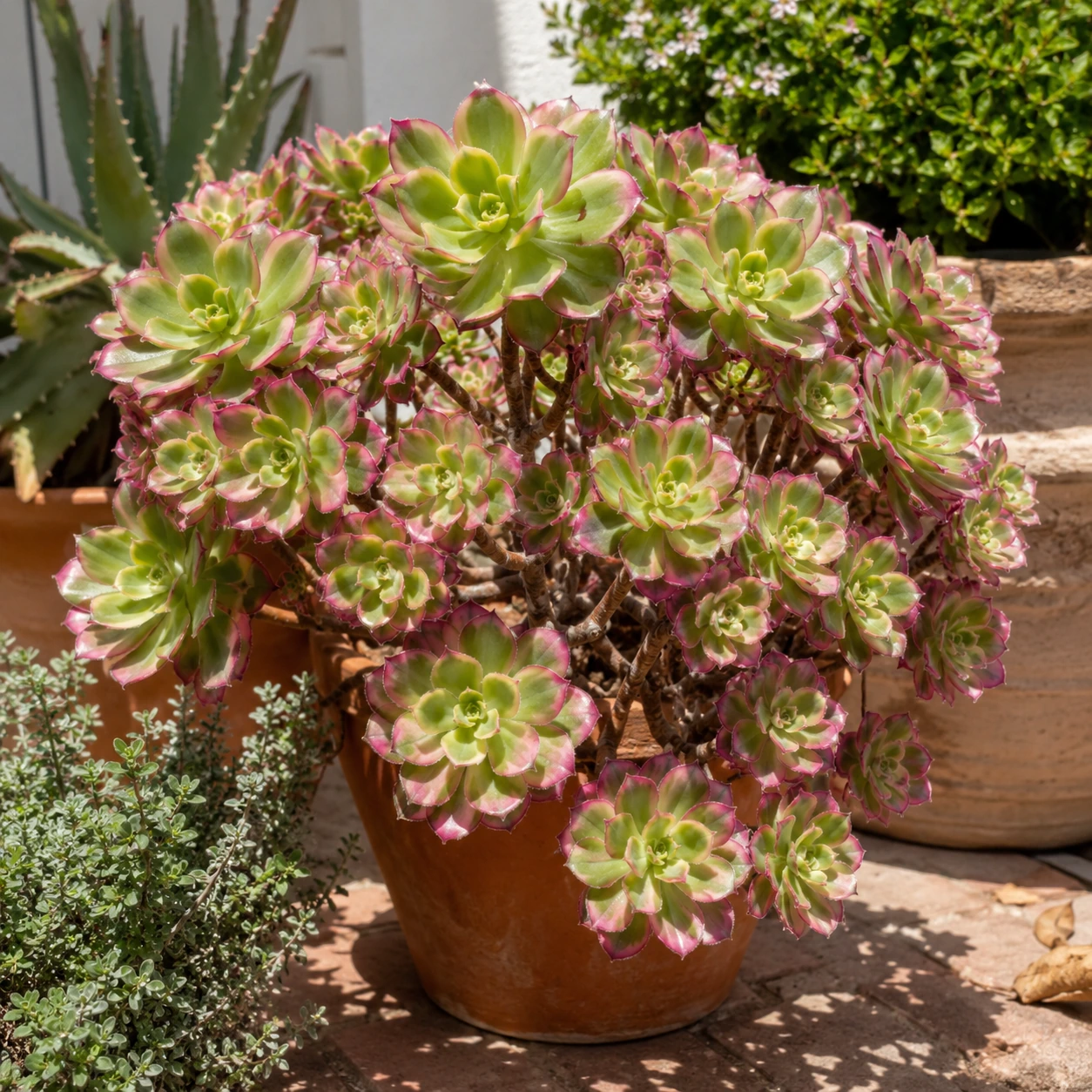 Aeonium haworthii 'Kiwi'