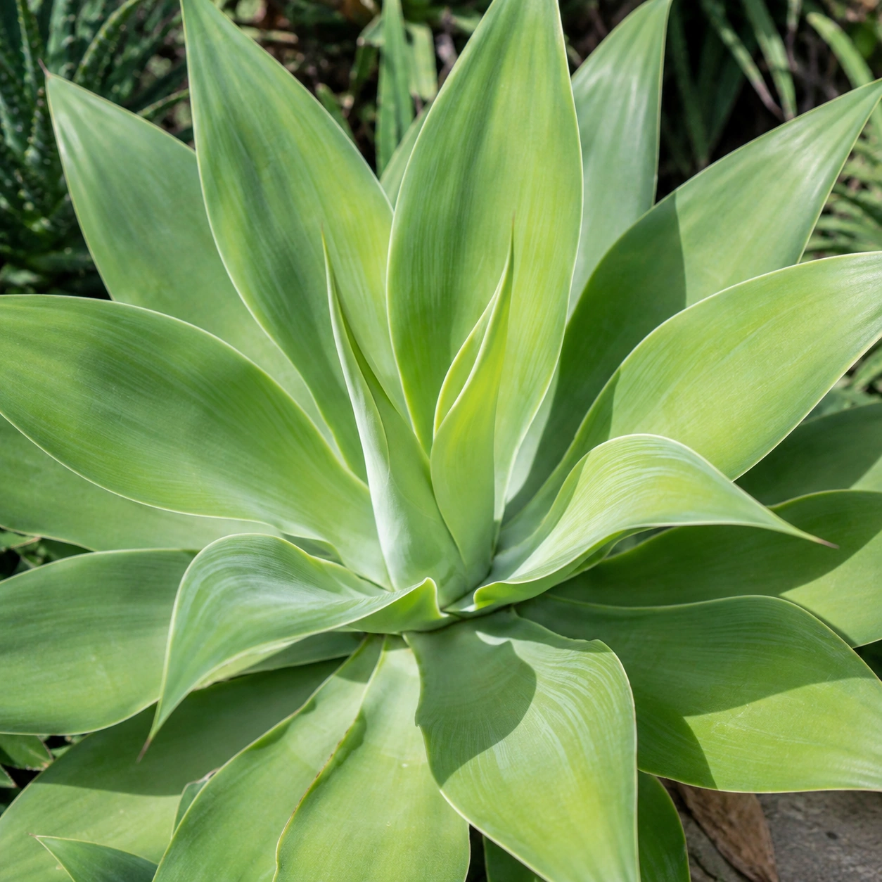 Detalle de Agave attenuata