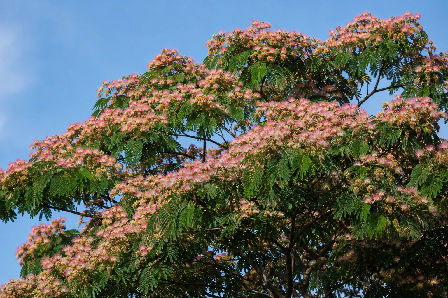 Albizia