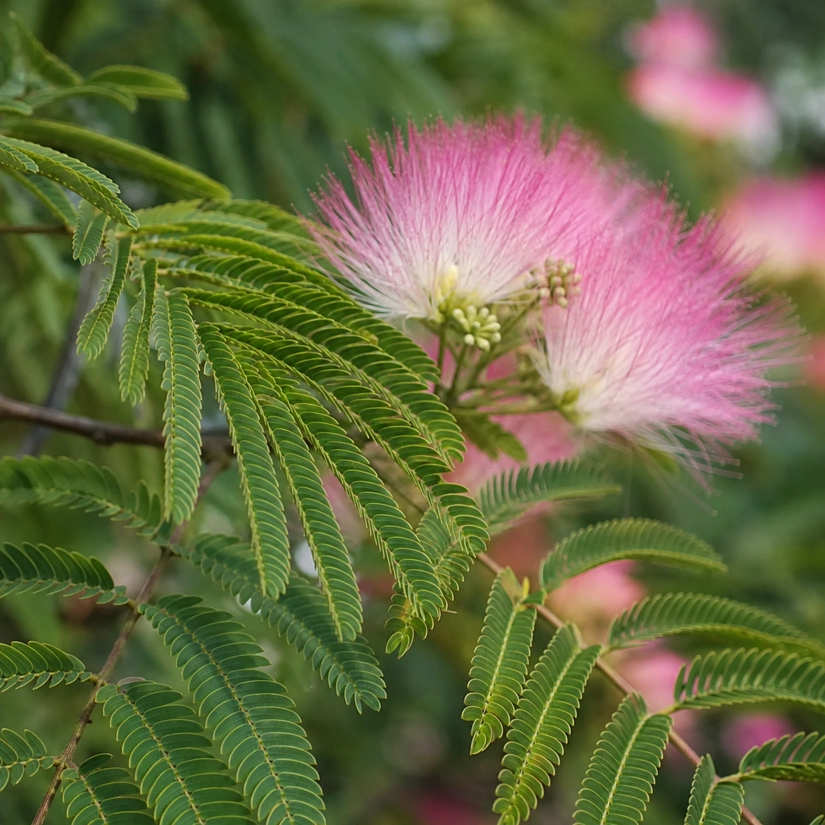 Detalle de Albizia