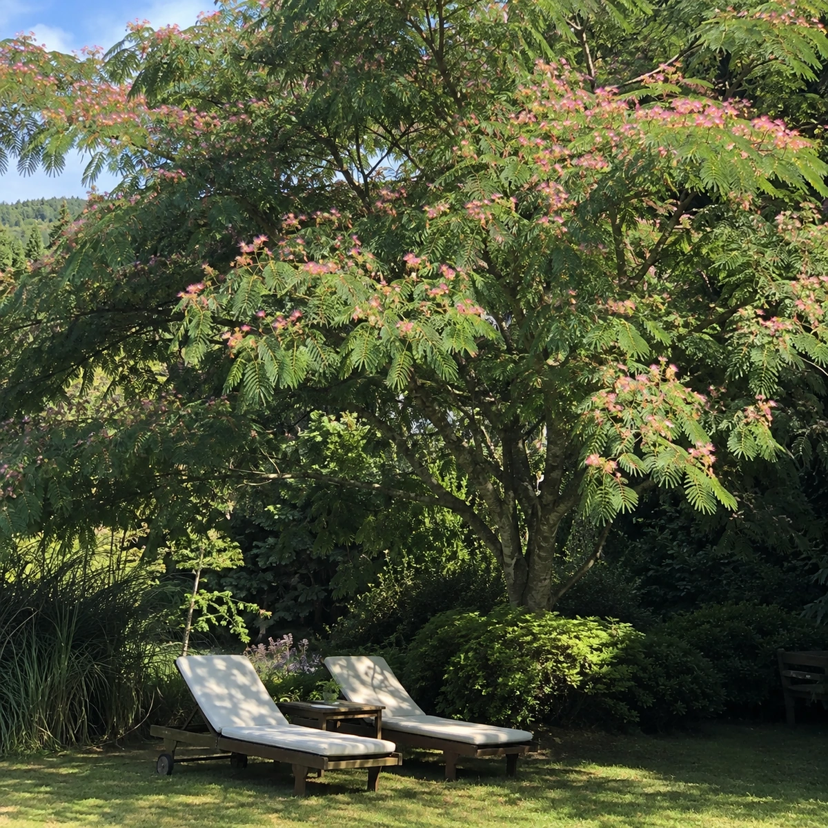 Albizia en uso ornamental