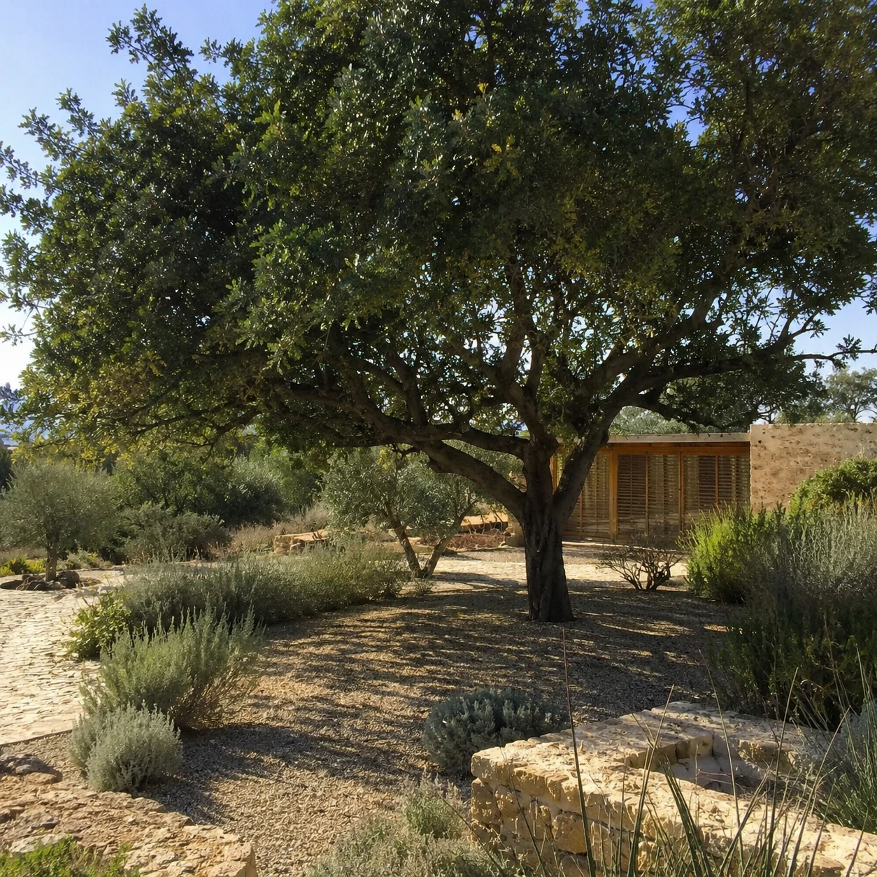 Algarrobo en uso ornamental