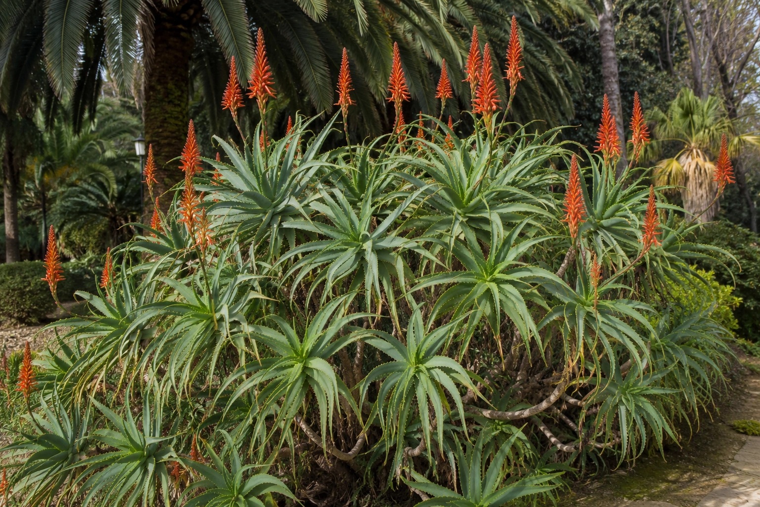 Aloe arborescens