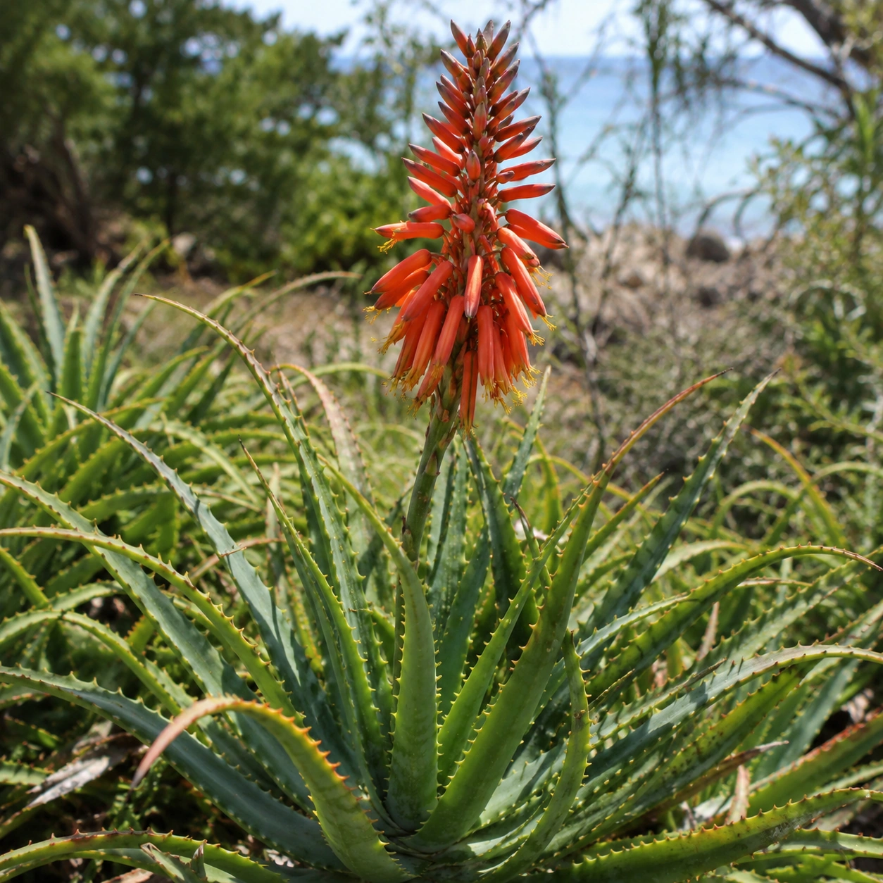 Detalle de Aloe arborescens