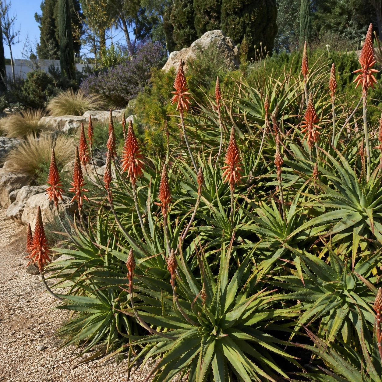 Uso de Aloe arborescens