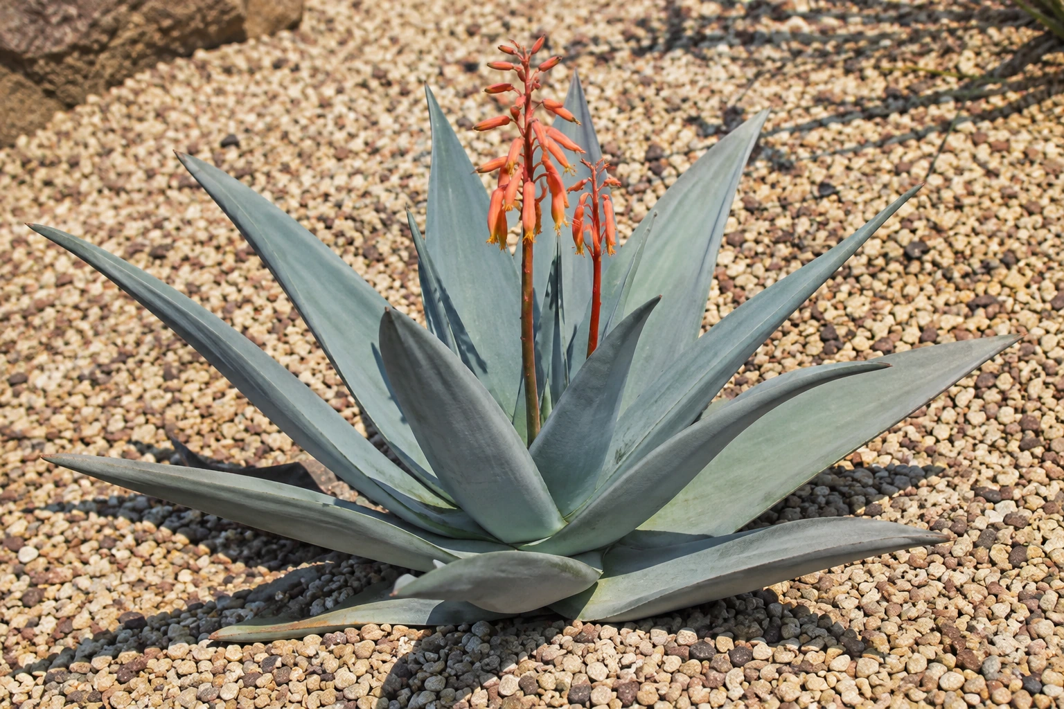Aloe striata