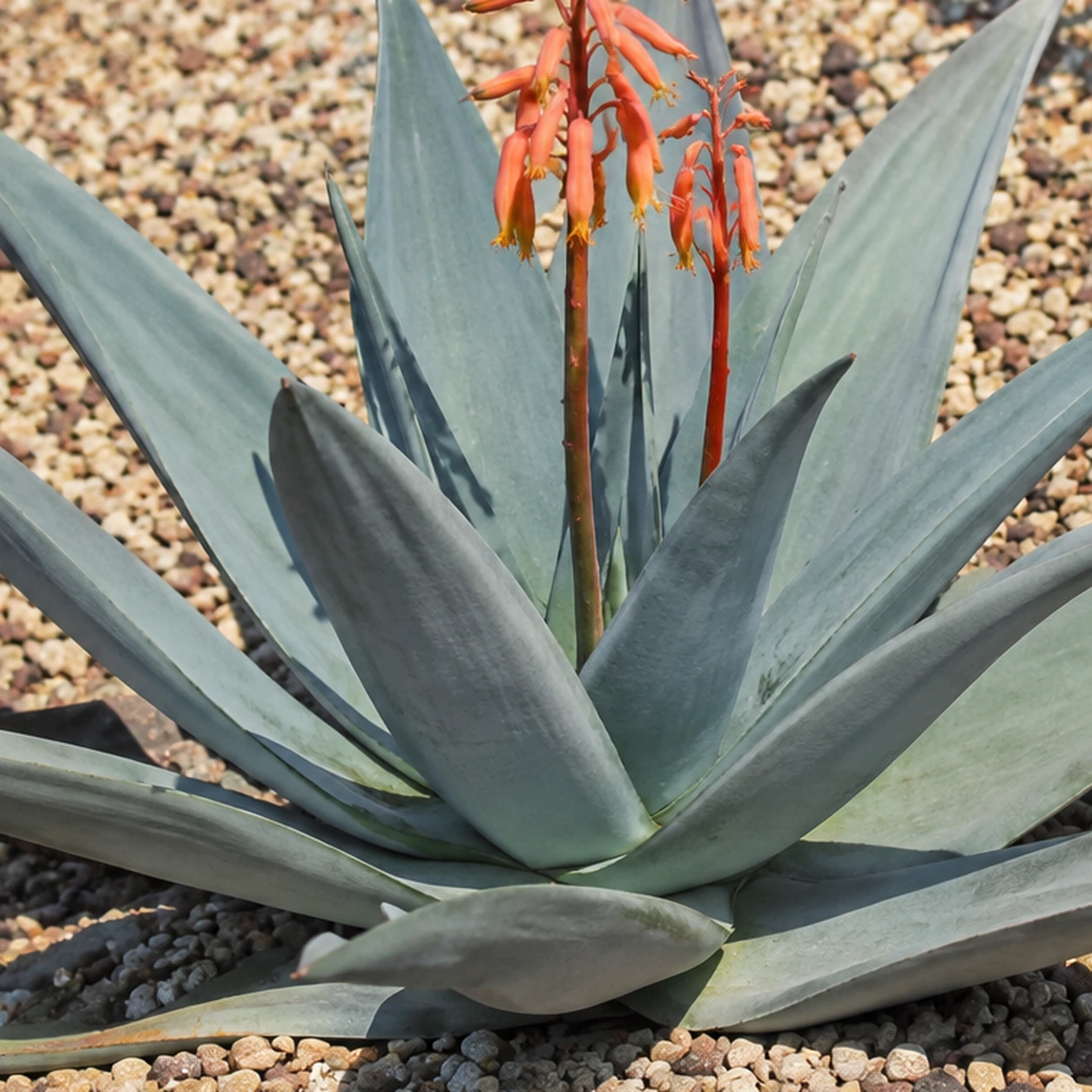 Detalle de Aloe striata