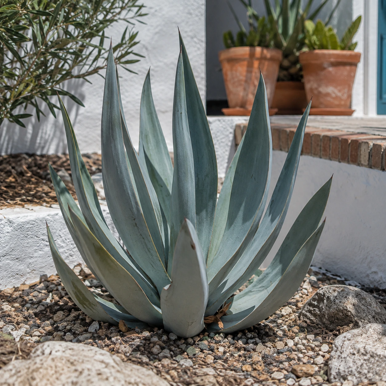 Aloe striata