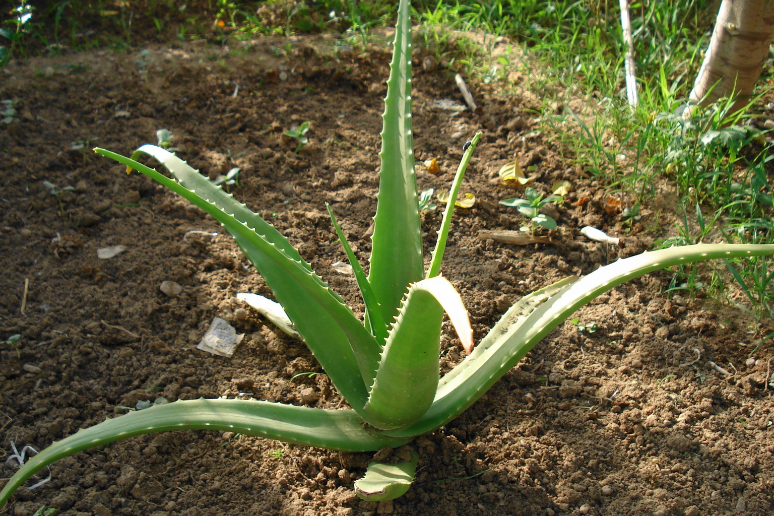 Aloe vera