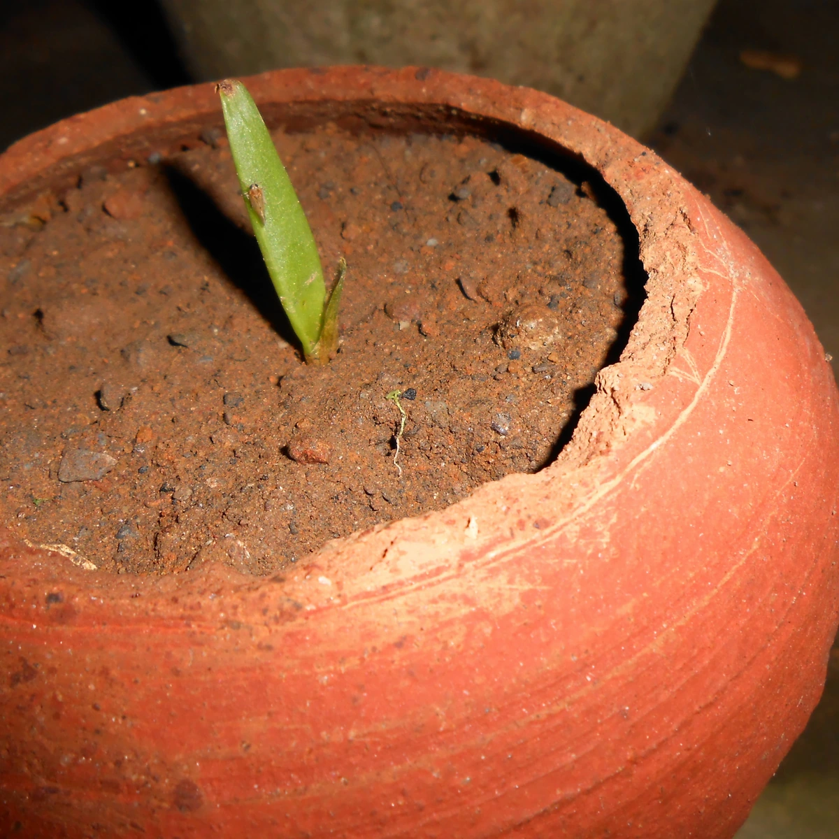 Detalle de Aloe vera