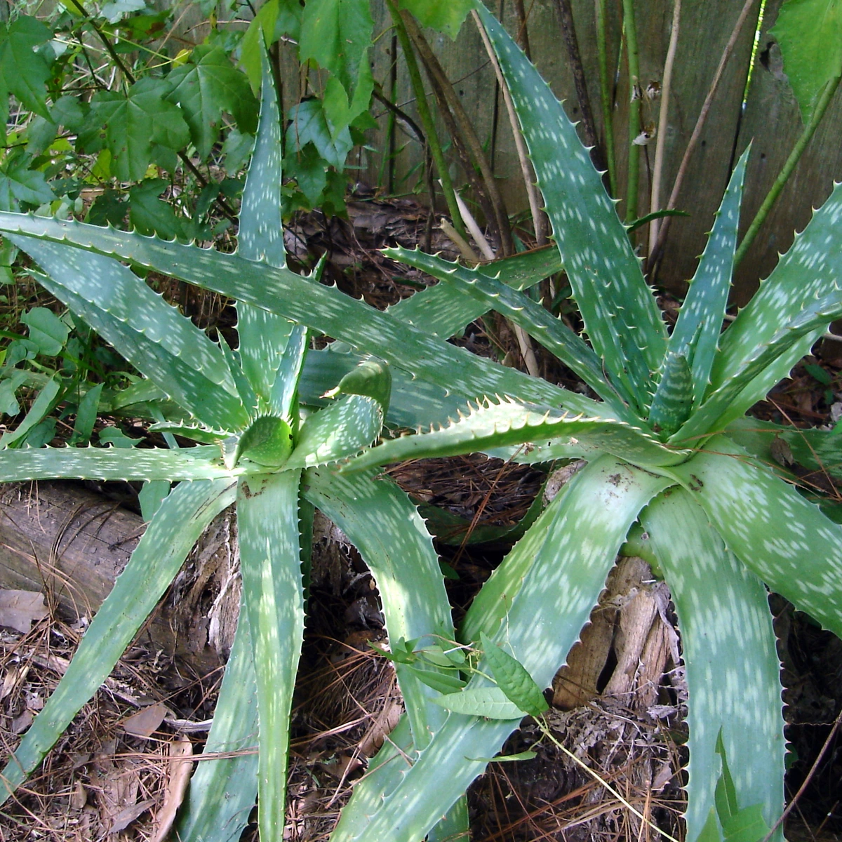 Uso de Aloe vera