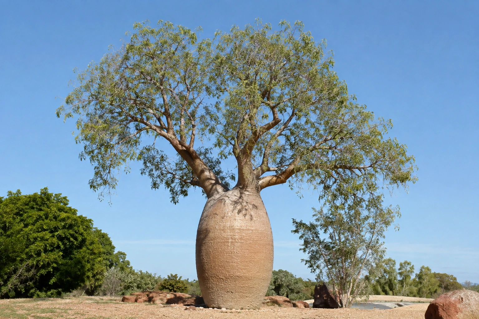 Árbol botella
