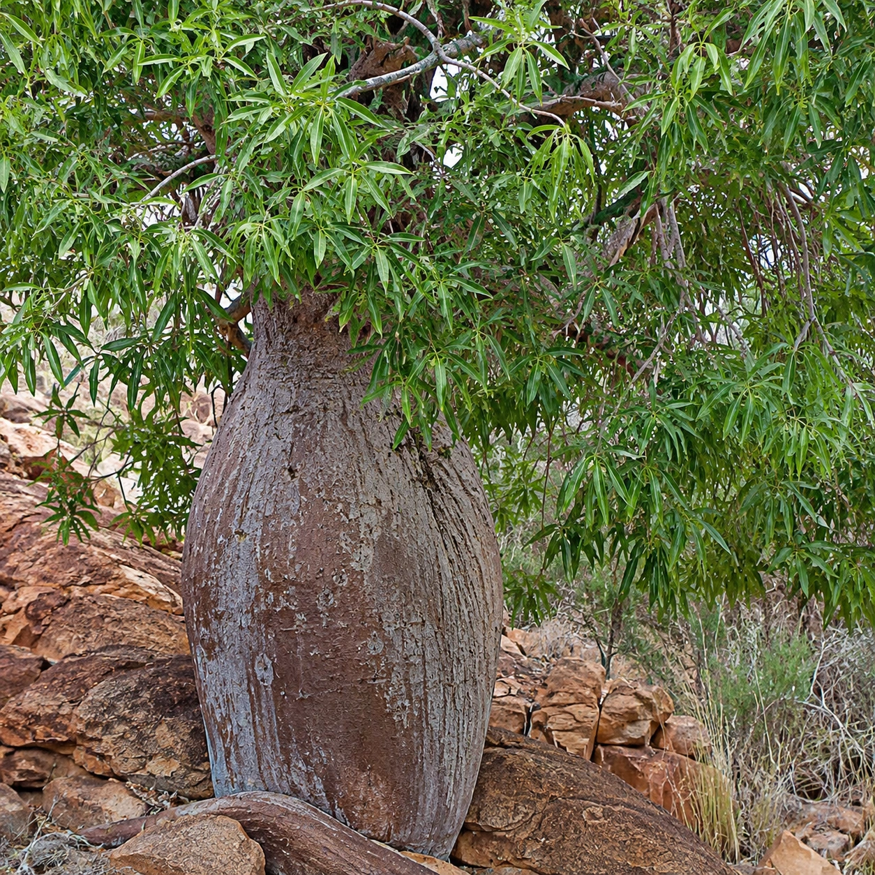 Detalle de follaje de Árbol botella