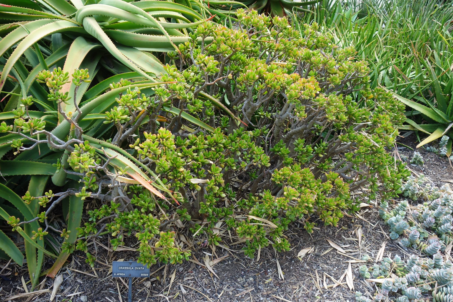 Árbol de jade