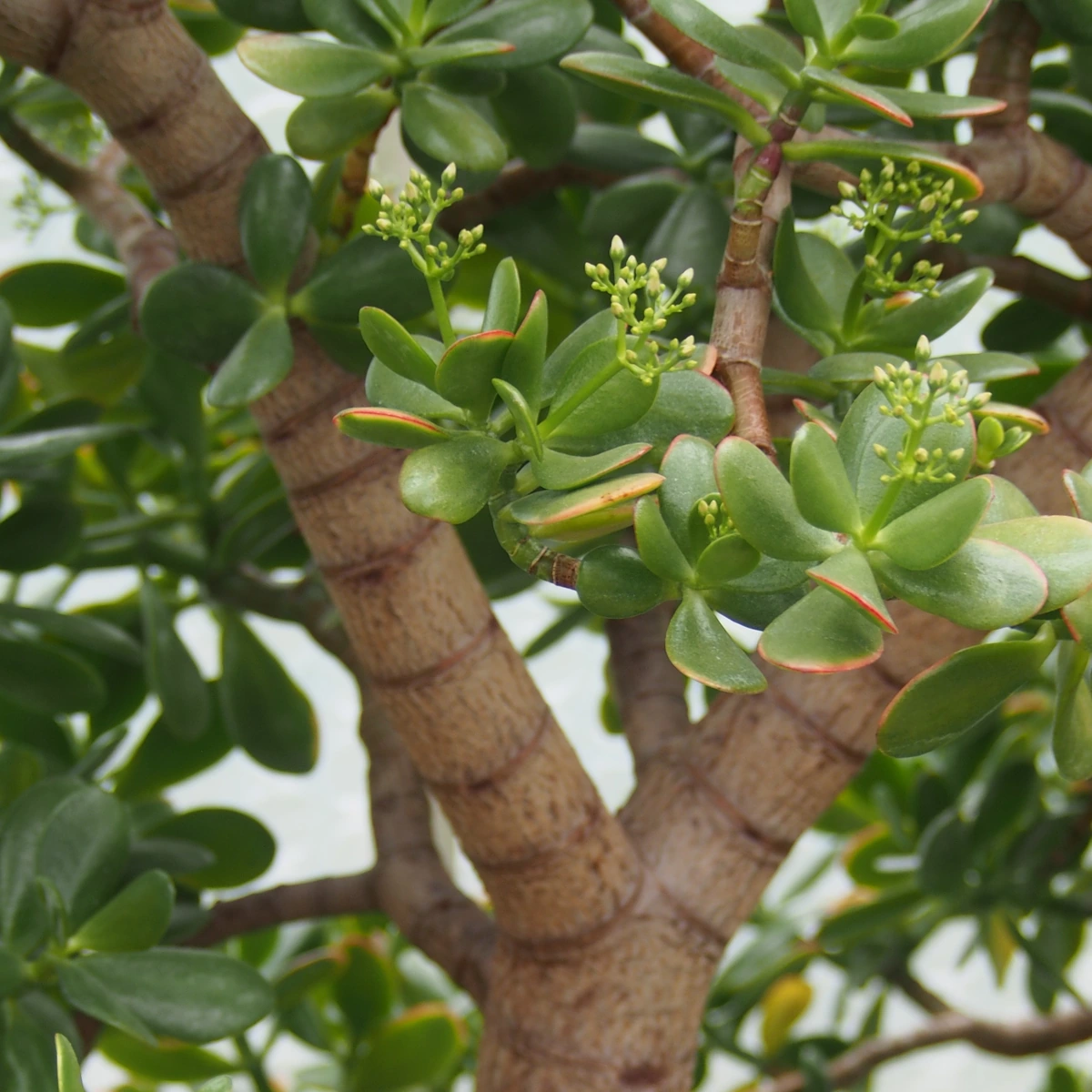 Detalle de Árbol de jade