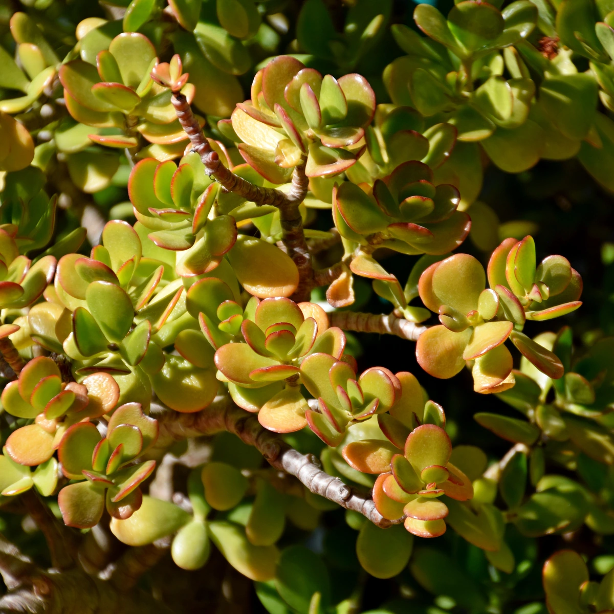 Uso de Árbol de jade