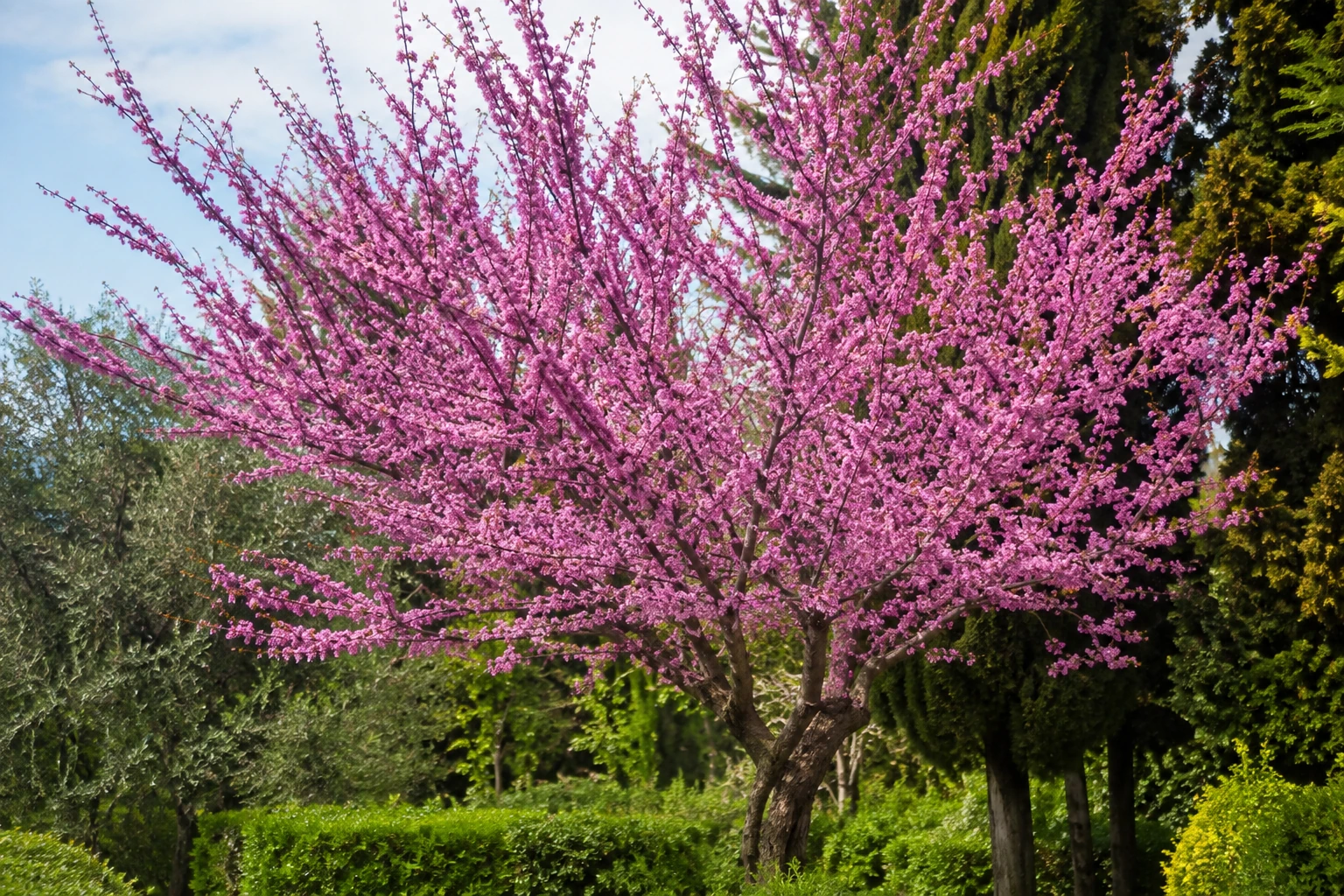 Árbol del amor