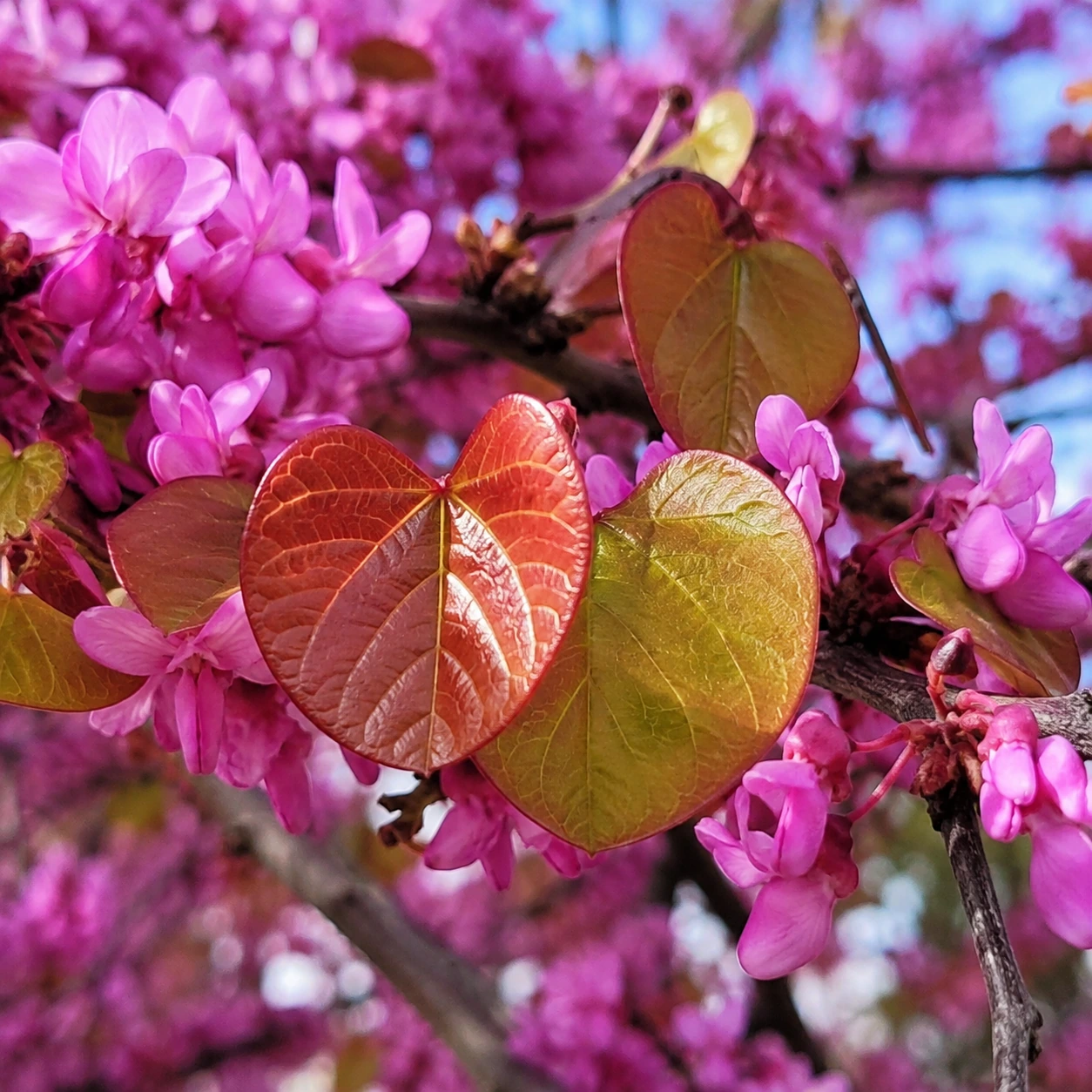 Detalle de Árbol del amor