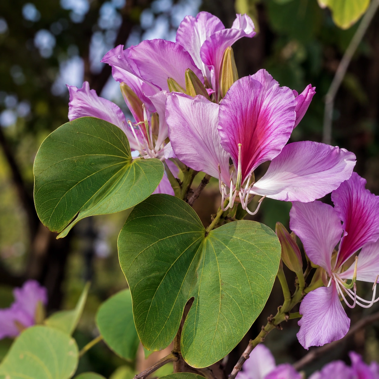Detalle botánico de Bauhinia
