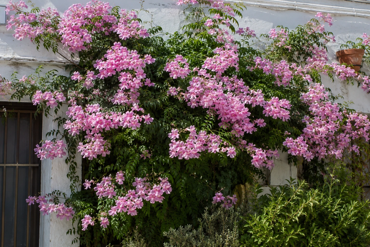 Bignonia rosa