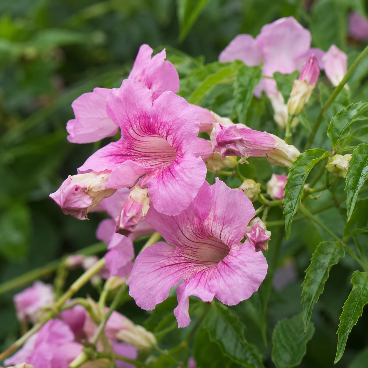 Detalle de Bignonia rosa