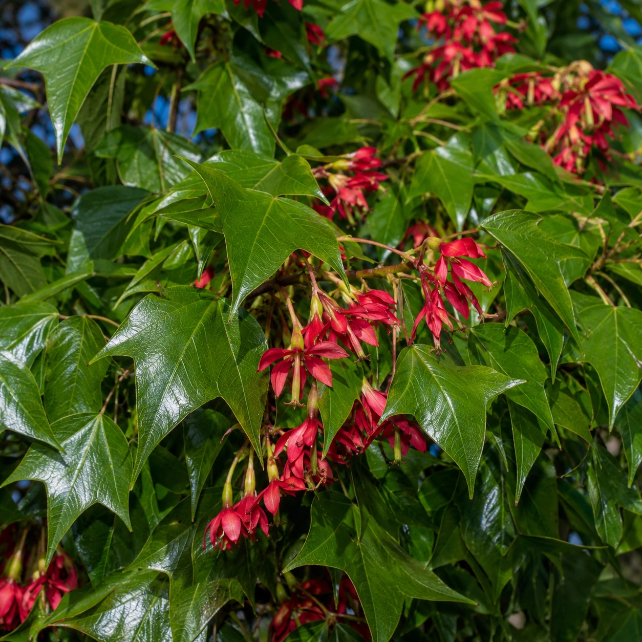 Detalle de follaje y flor de Brachychiton acerifolius