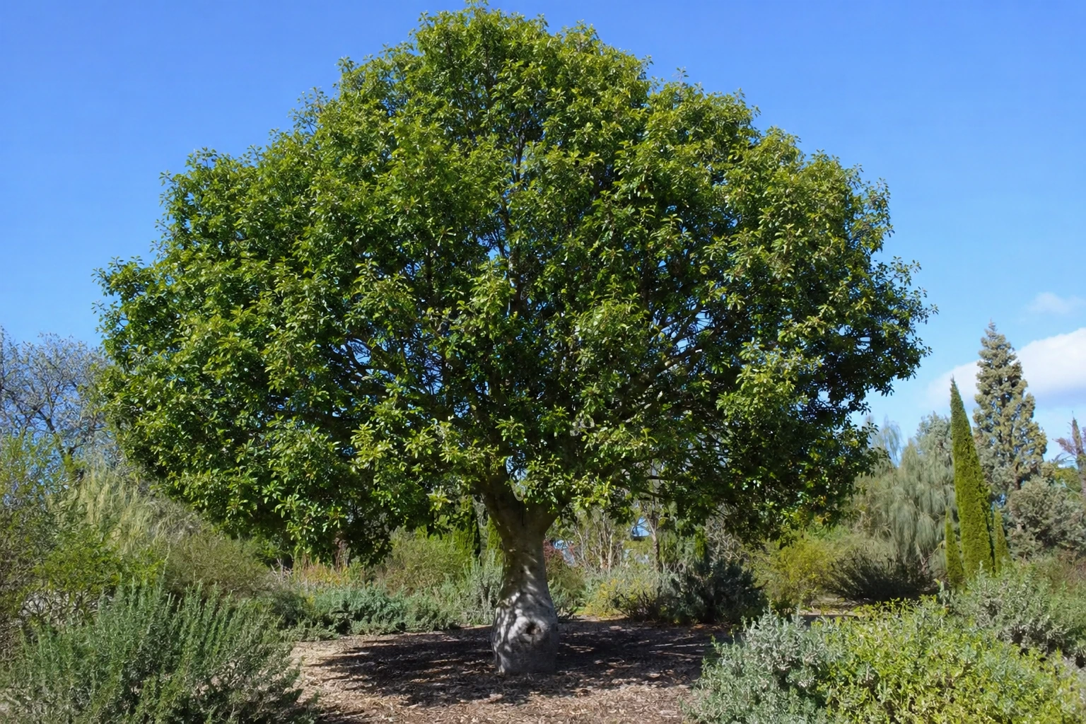 Brachychiton populneus