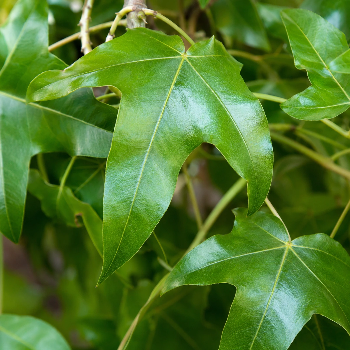 Detalle de Brachychiton populneus
