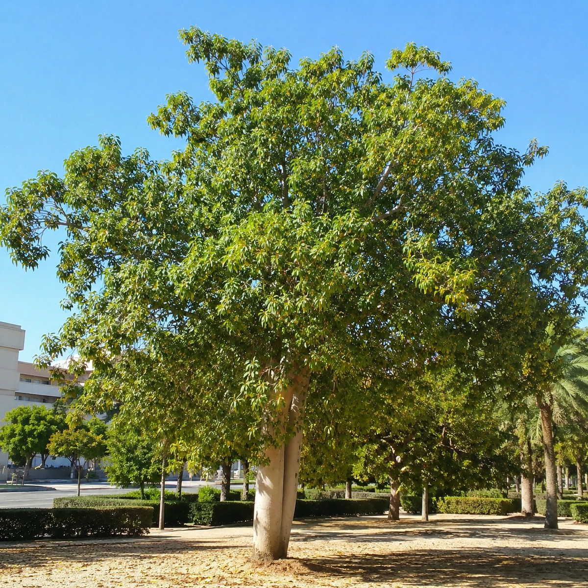 Brachychiton populneus en uso ornamental