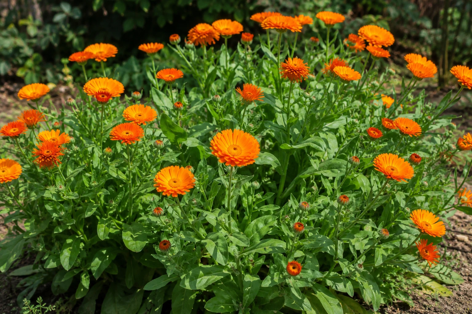 Calendula
