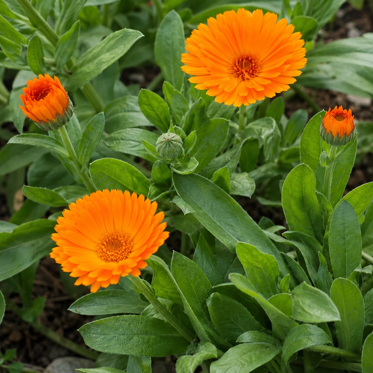 Detalle de Calendula