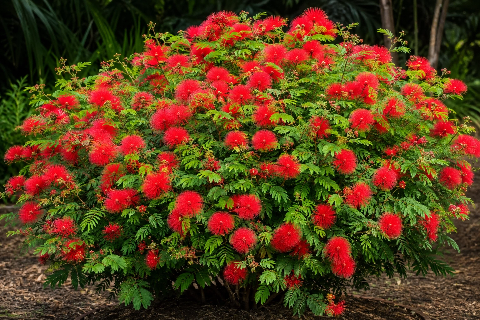 Calliandra haematocephala