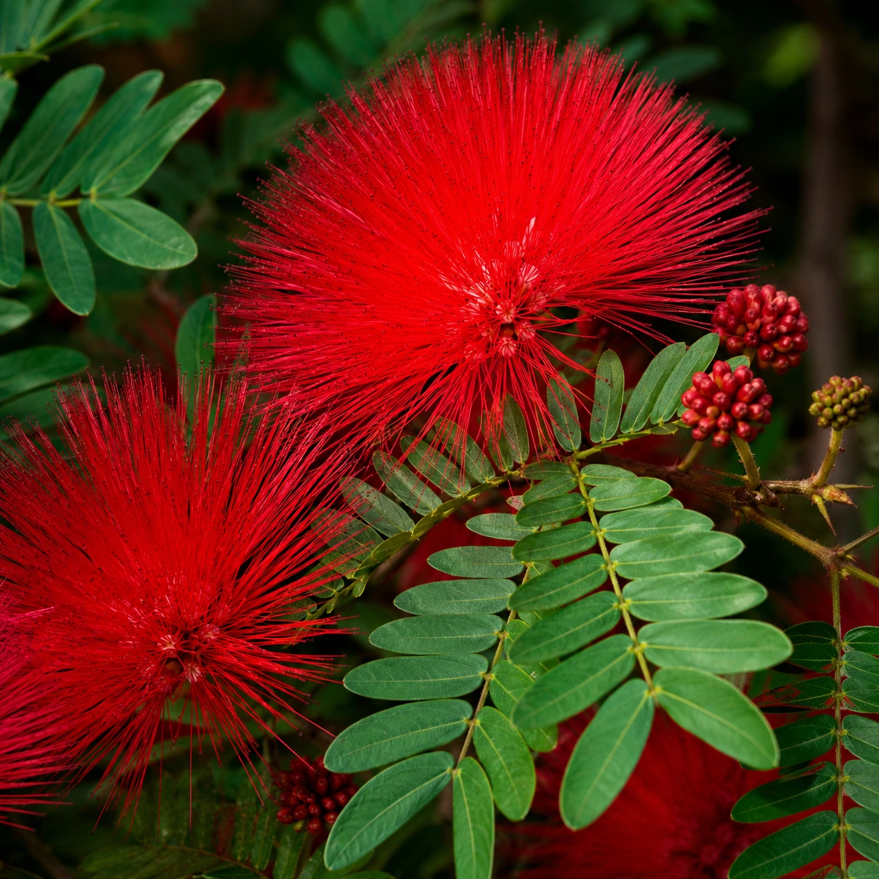 Calliandra haematocephala