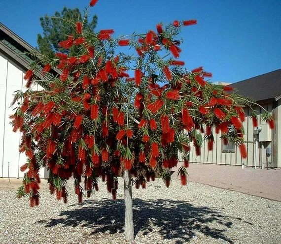 Callistemon laevis en un jardín soleado