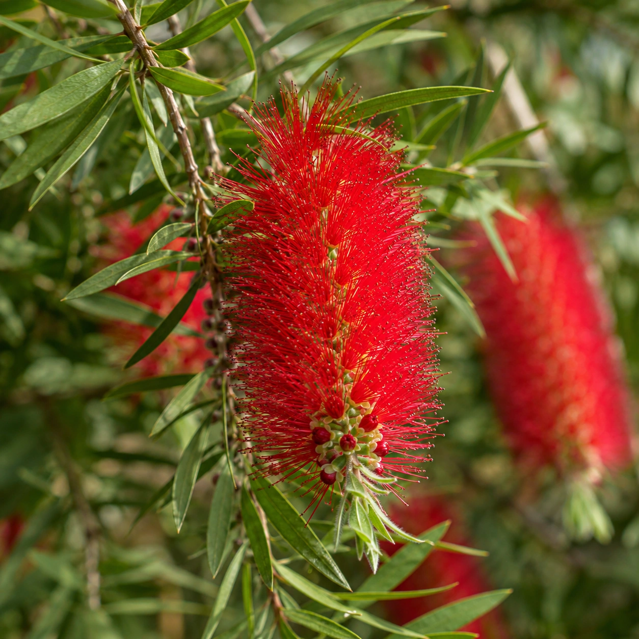 Detalle botánico de Callistemon arbóreo
