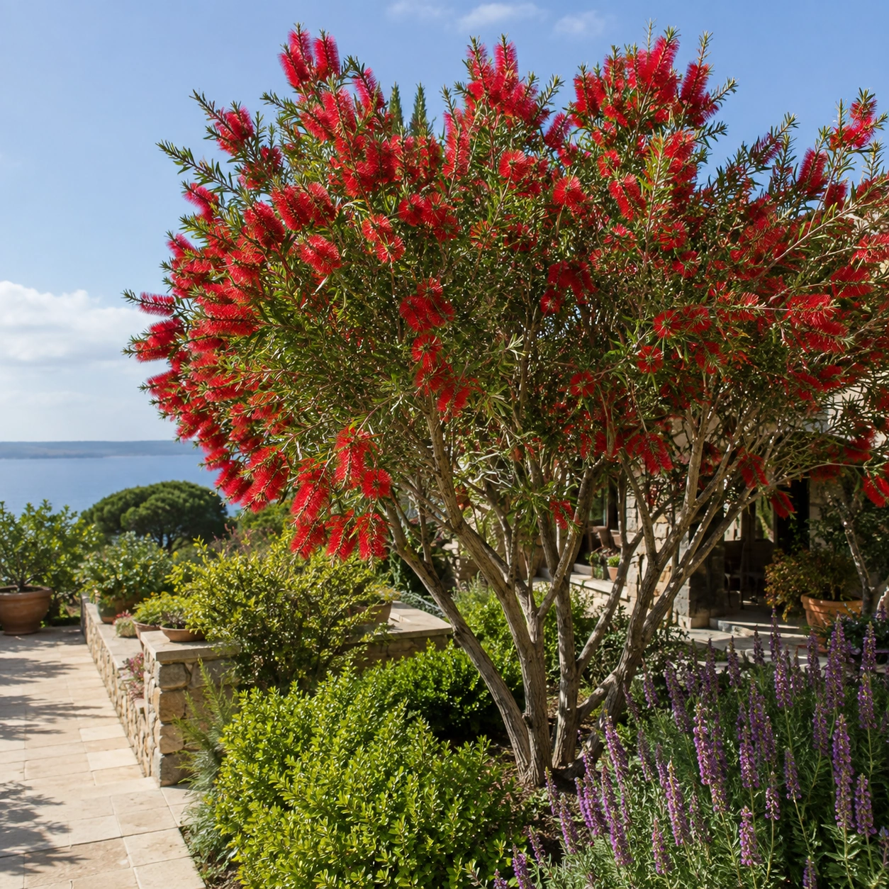 Callistemon arbóreo utilizado como árbol ornamental