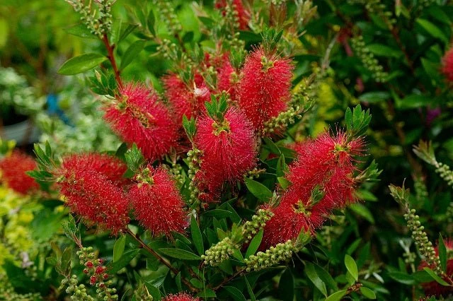 Detalle de la flor roja del Callistemon laevis