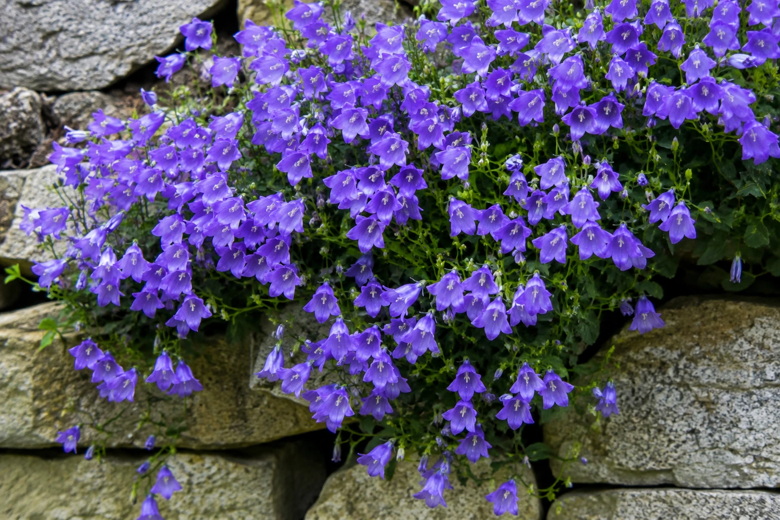 Campanula muralis