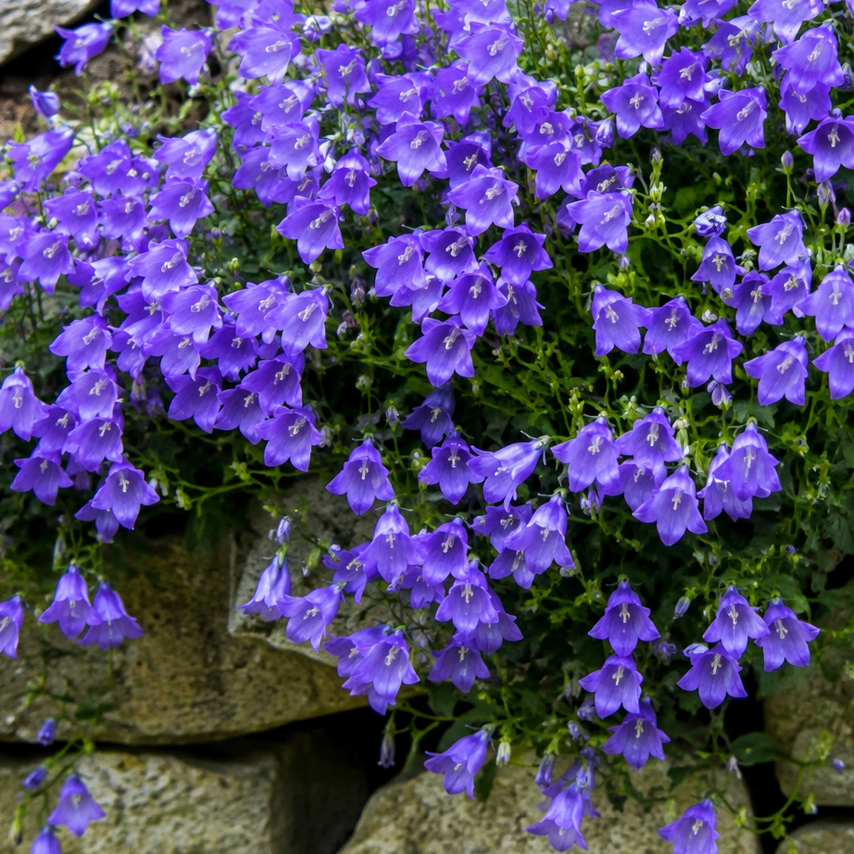 Campanula muralis en uso ornamental