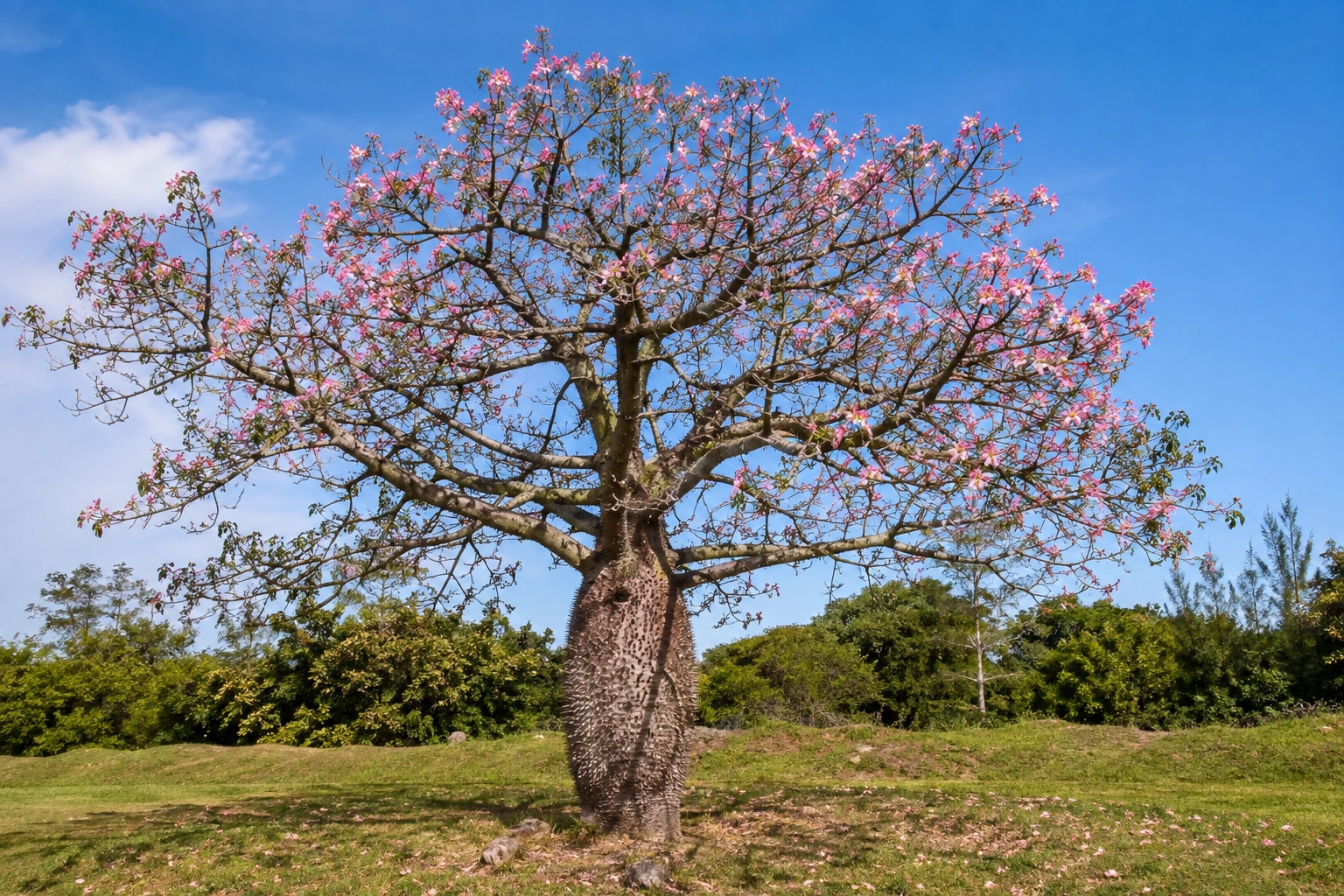 Ceiba / Palo borracho