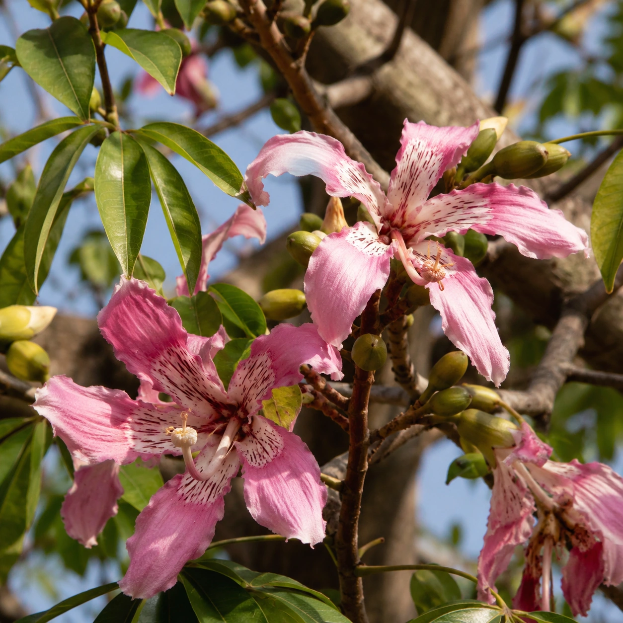 Detalle de flor y follaje de Ceiba speciosa